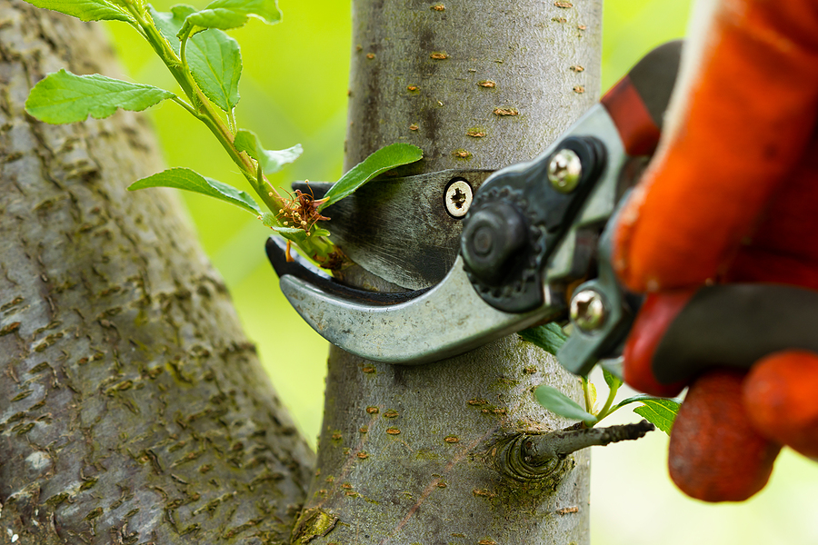 tree pruning near me