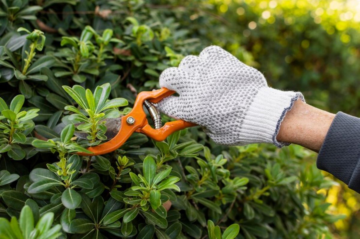 tree pruning near me