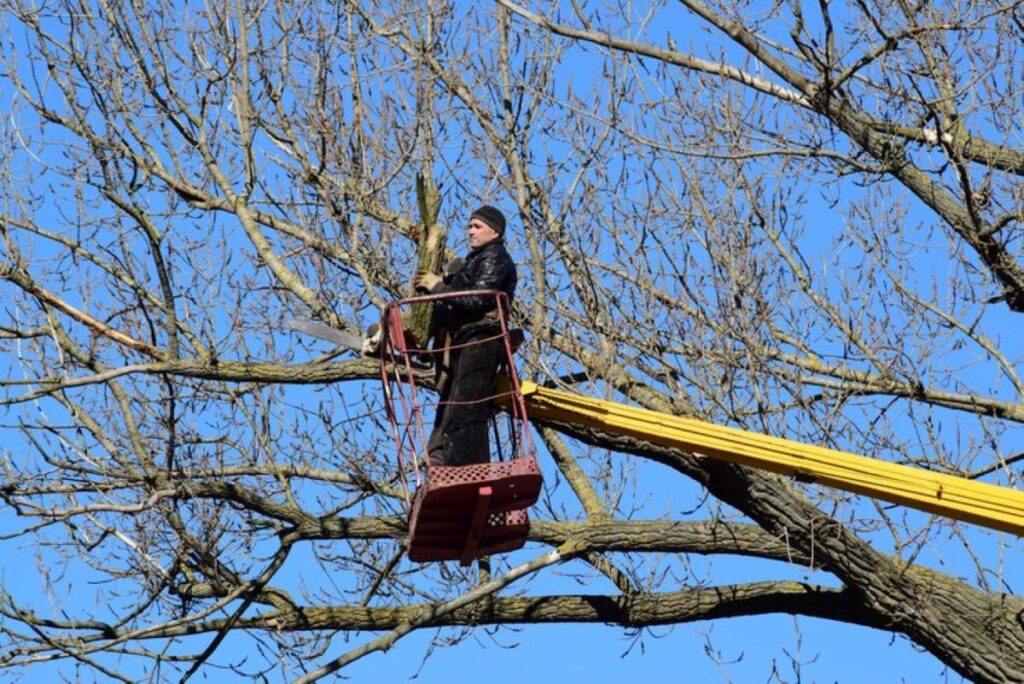 tree pruning near me