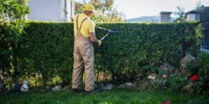 Commercial hedge trimming