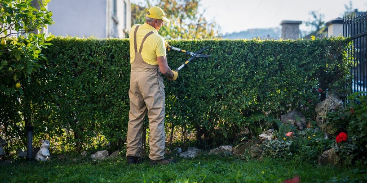 Commercial hedge trimming